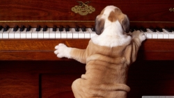 小狗弹钢琴电脑桌面壁纸图片